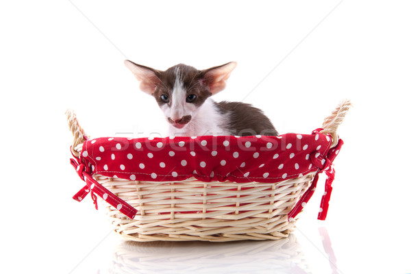 Gatito cesta de picnic pequeño rojo gato blanco Foto stock © ivonnewierink