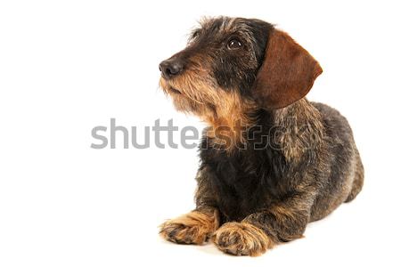 Draht Dackel isoliert weiß Hund Hintergrund Stock foto © ivonnewierink