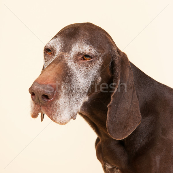 German shorthaired pointer Stock photo © ivonnewierink