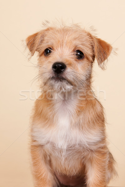 Сток-фото: Cute · мало · щенков · серый · синий · собака