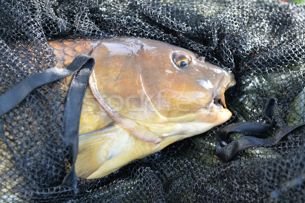 Ponty halászháló hal halászat fájdalom állat Stock fotó © ivonnewierink