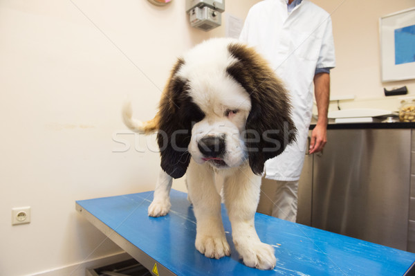 Stock photo: St. Bernard at de veterinarian