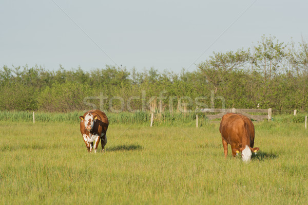 Grazing Hereford cows  Stock photo © ivonnewierink