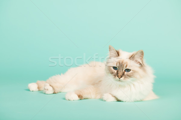 Birman cat Stock photo © ivonnewierink