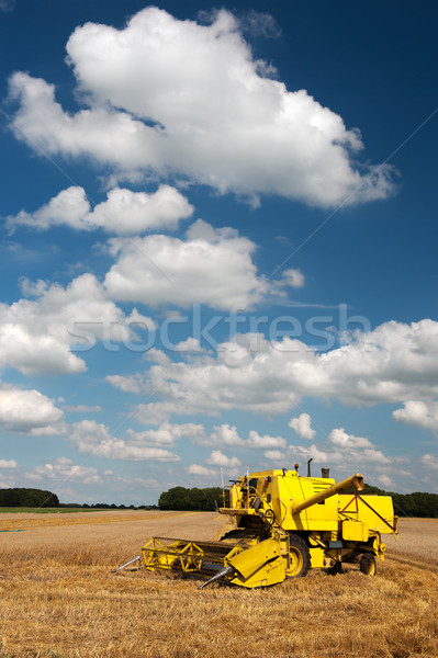 Oogst graan velden vol zomer wolken Stockfoto © ivonnewierink