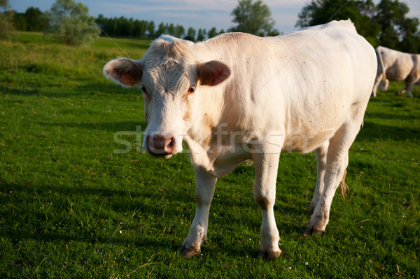 Stock photo: White cows in French Bourgogne