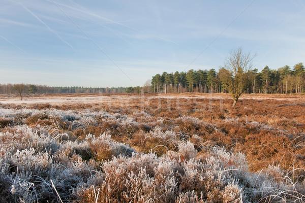 Heather landscape in winter Stock photo © ivonnewierink