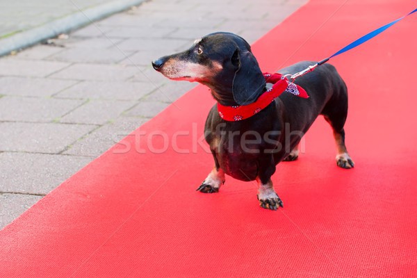 Tacskó vörös szőnyeg szabadtér terv piros vicces Stock fotó © ivonnewierink