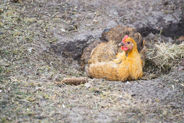 Chicken taking a dust bath Stock photo © ivonnewierink