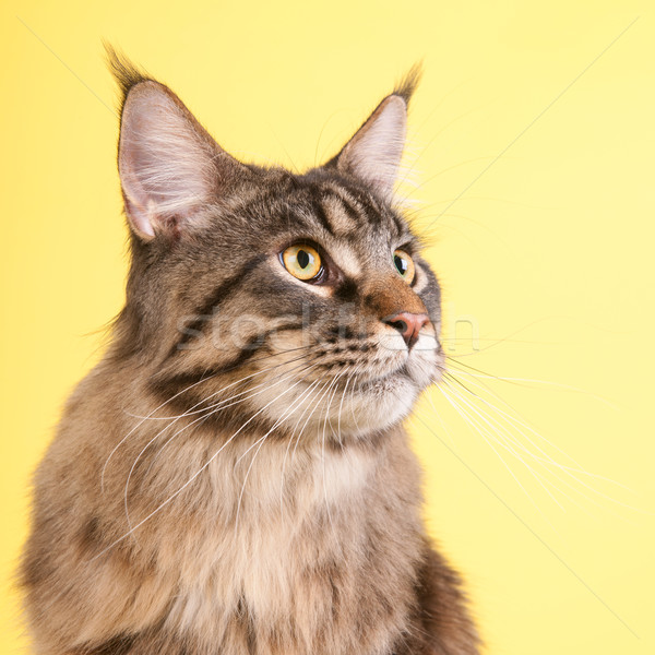 Maine kedi pastel sarı portre renk Stok fotoğraf © ivonnewierink