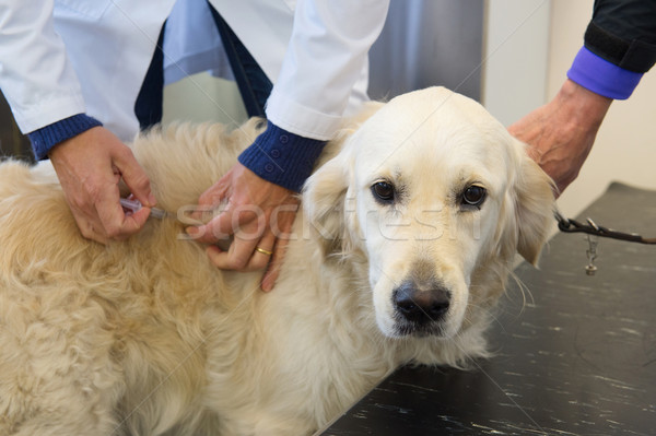 Vaccinatie hond golden retriever handen gezondheid ziekenhuis Stockfoto © ivonnewierink