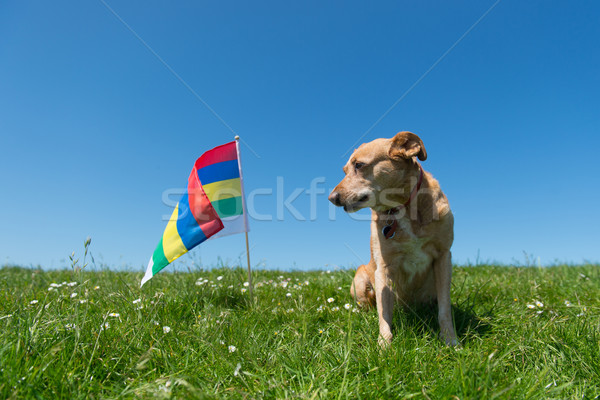 Dog laying in grass on Dutch island Stock photo © ivonnewierink