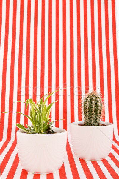 Kaktusz modern terv Stock fotó © ivonnewierink