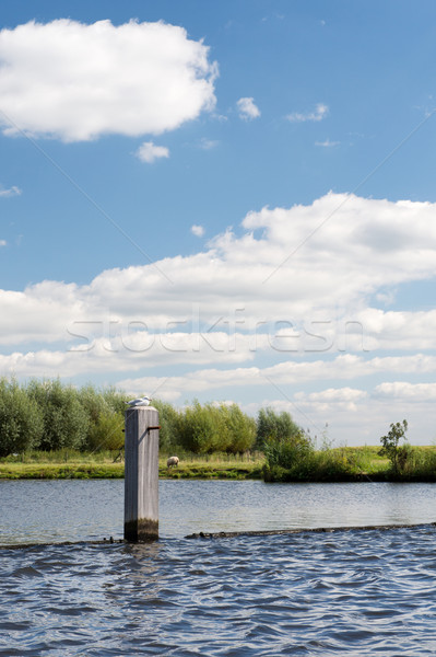 Poles in river  Stock photo © ivonnewierink