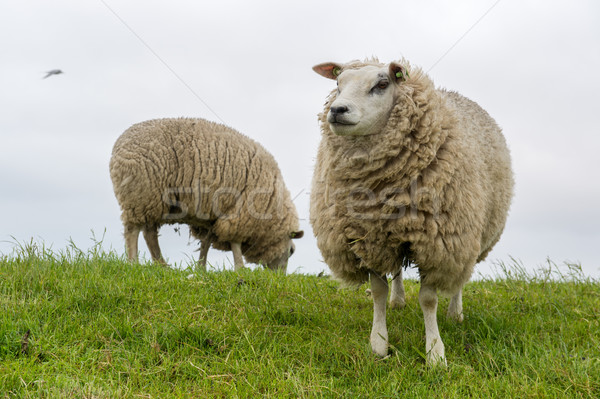 Texel sheep at Dutch wadden island Stock photo © ivonnewierink
