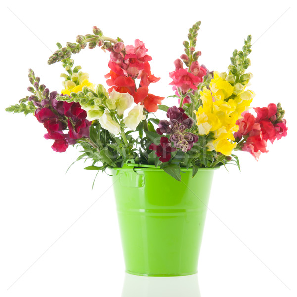 Dragon fleurs pourpre vase bouquet isolé [[stock_photo]] © ivonnewierink