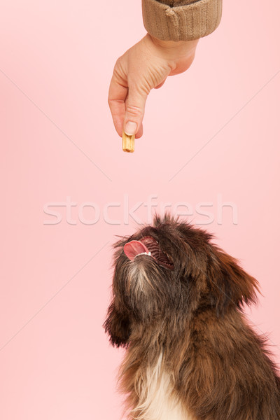 Jutalom kutya süti étel portré stúdió Stock fotó © ivonnewierink