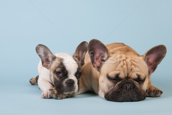 Foto stock: Francês · azul · estúdio · pastel · cor