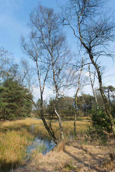 пейзаж болото природы деревья дерево Сток-фото © ivonnewierink