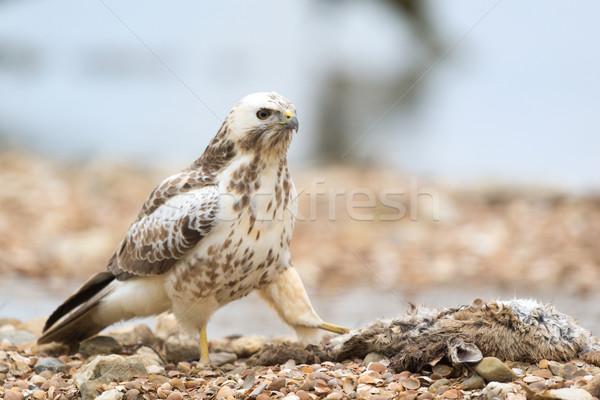 Common blonde buzzard Stock photo © ivonnewierink