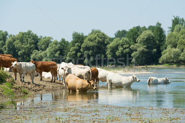 Foto stock: Vacas · rio · ocidental · França · gado · água