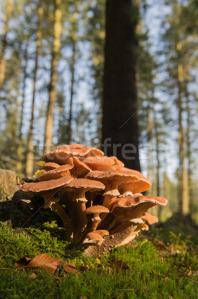 Group brown mushrooms Stock photo © ivonnewierink