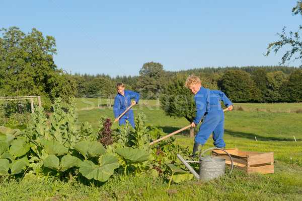 Farm Boys helping in vegetable garden Stock photo © ivonnewierink