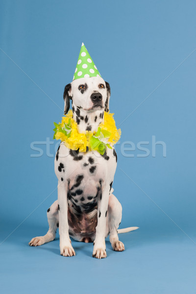 Dalmata cane compleanno animale blu ritratto Foto d'archivio © ivonnewierink