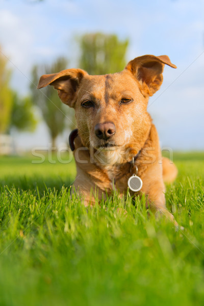 öreg kutya élvezi szabadtér fektet nap Stock fotó © ivonnewierink