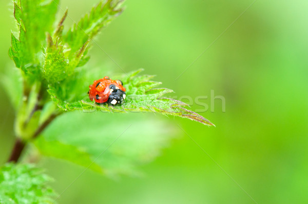 Umed Ladybird roşu negru frumuseţe vară Imagine de stoc © ivonnewierink