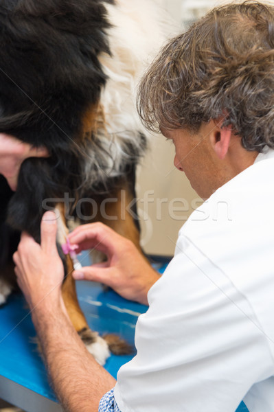Medicul veterinar mare câine infuzie ac femeie Imagine de stoc © ivonnewierink
