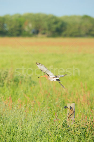 bar-tailed godwit in meadows Stock photo © ivonnewierink
