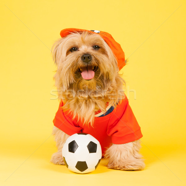 Nederlands voetbal hond oranje voetballer sport Stockfoto © ivonnewierink