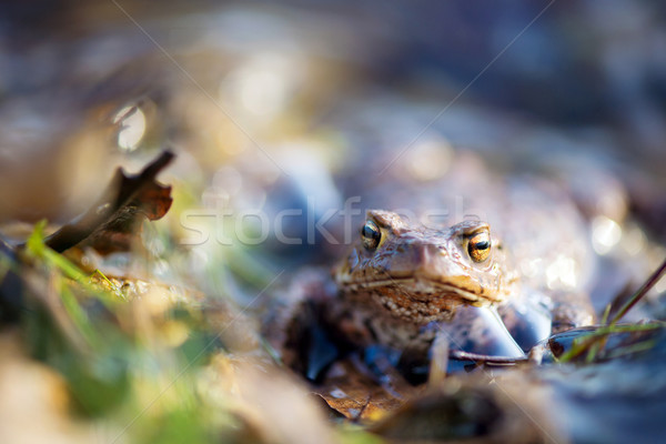 ヒキガエル 水 自然 皮膚 動物 地上 ストックフォト © ivonnewierink
