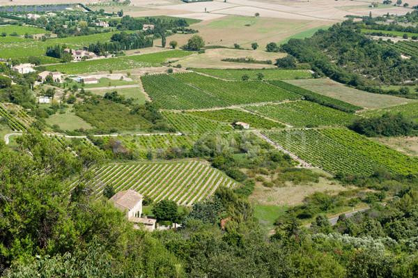 Vineyard in France Stock photo © ivonnewierink