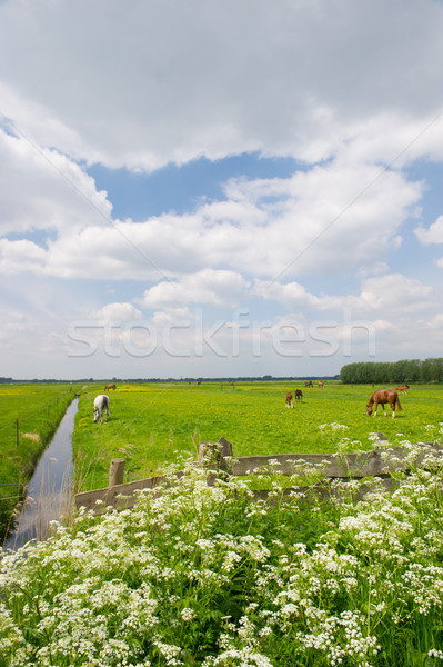 Stockfoto: Jonge · veulen · voorjaar · paarden · groene