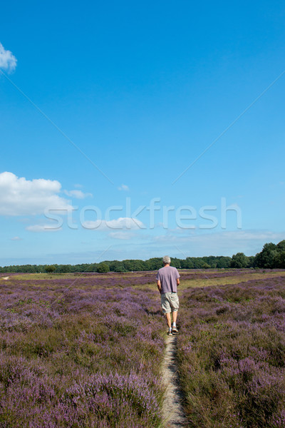 Man walking in heather landscape Stock photo © ivonnewierink