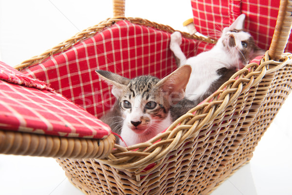 Peu chat cacher panier pique-nique osier fond [[stock_photo]] © ivonnewierink