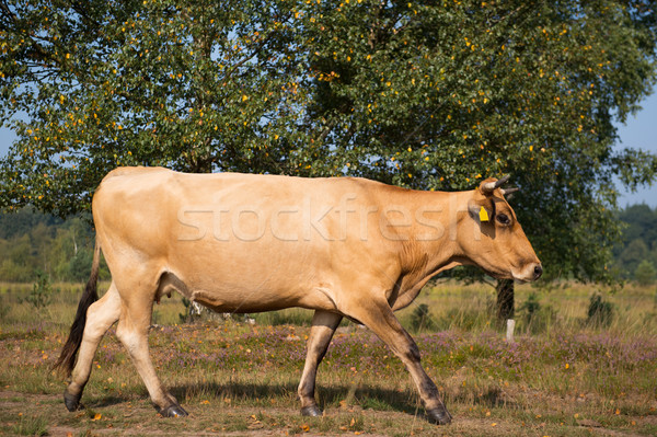 Nature landscape with cows in water Stock photo © ivonnewierink