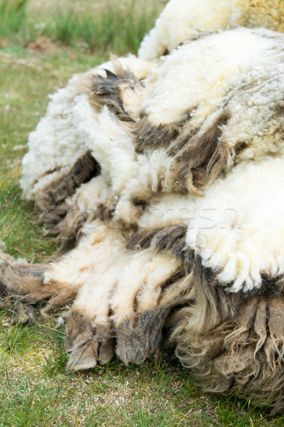 Stock photo: Wool of shaved sheep