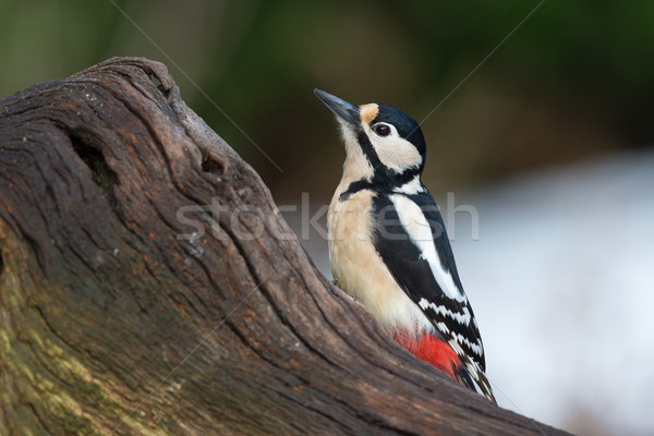 Great Spotted Woodpecker  Stock photo © ivonnewierink