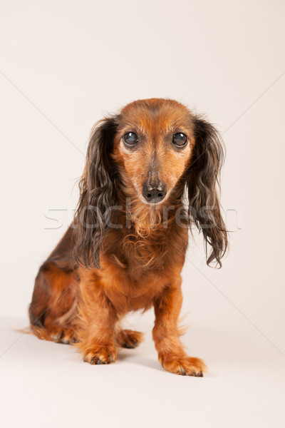 Dachshund bej cu parul lung şedinţei animale de companie Imagine de stoc © ivonnewierink