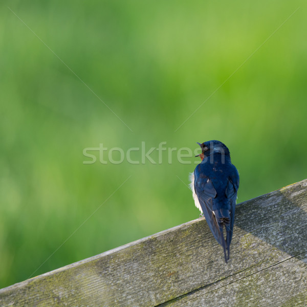 Common house Martin on pole Stock photo © ivonnewierink