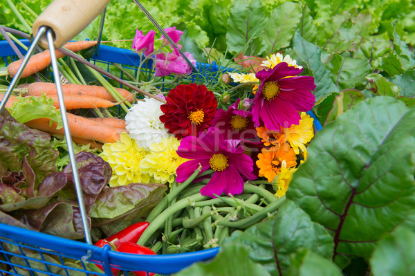 Harvest from the vegetal garden Stock photo © ivonnewierink