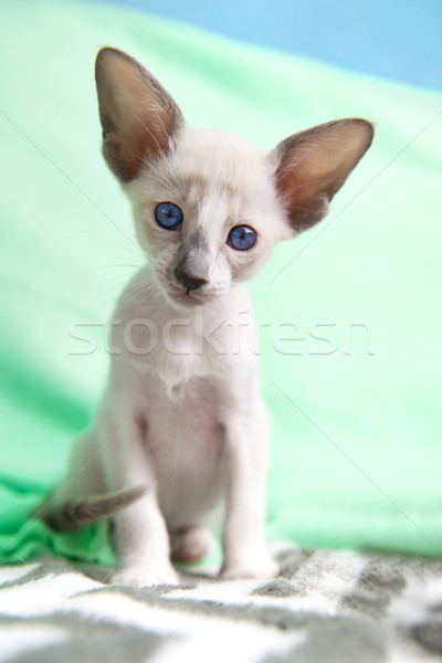 Siamese baby kitten Stock photo © ivonnewierink