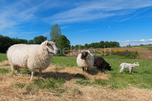 Czarny owiec baranka młodych biały krajobraz Zdjęcia stock © ivonnewierink