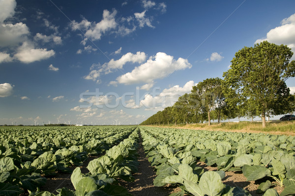 Agriculture ciel nuages paysage énergie légumes Photo stock © ivonnewierink