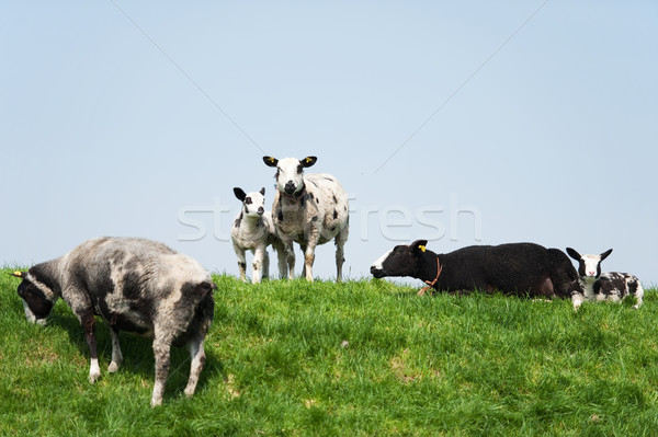 Black and white sheep Stock photo © ivonnewierink