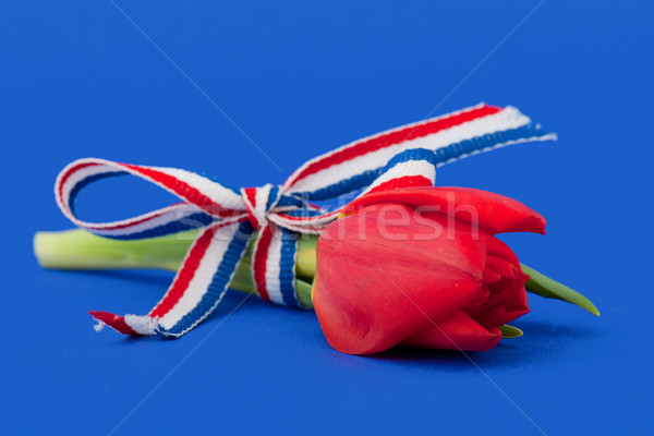 Holland Stock photo © ivonnewierink