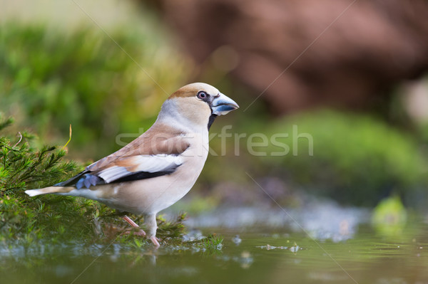 Female Hawfinch at water front Stock photo © ivonnewierink